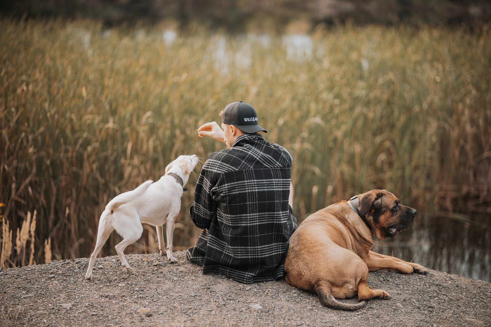 Na zdjęciu widzimy mężczyzne w czapce Wild and Alive Basic czarna, siedzi nad jeziorem a obok niego siedzą dwa psy, piesek ze schroniska jest karmiony nagrodą